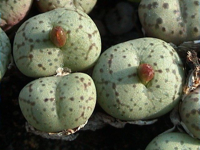 Conophytum obcordellum 'giftbergense'